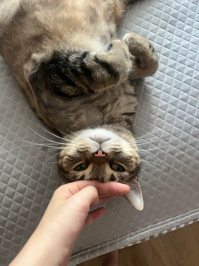 톨