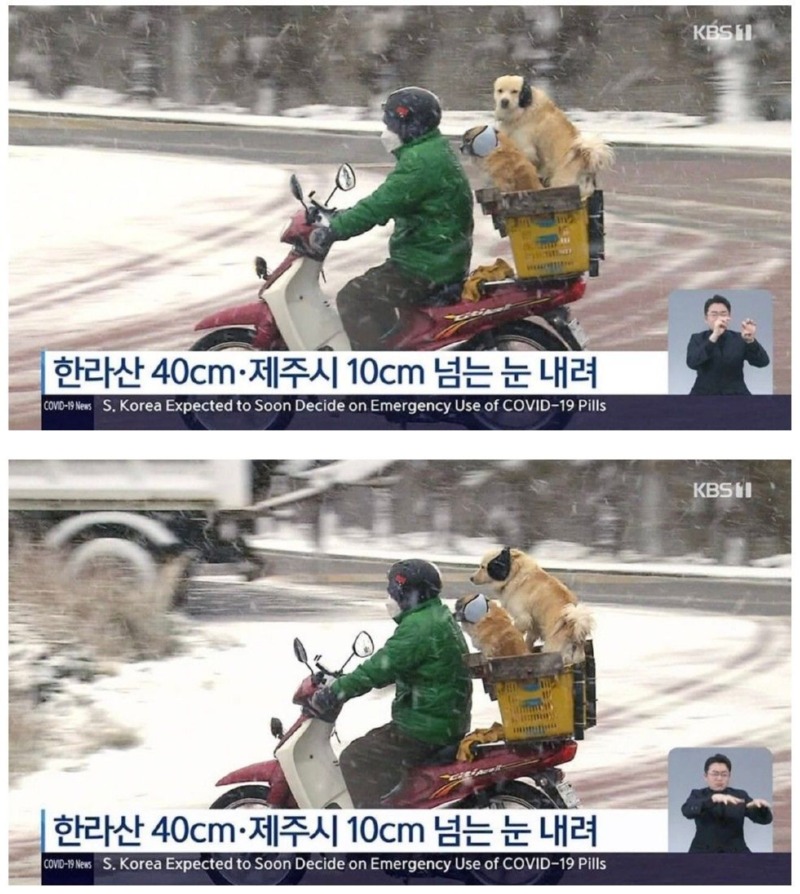 아무리 봐도 귀여운 뉴스 