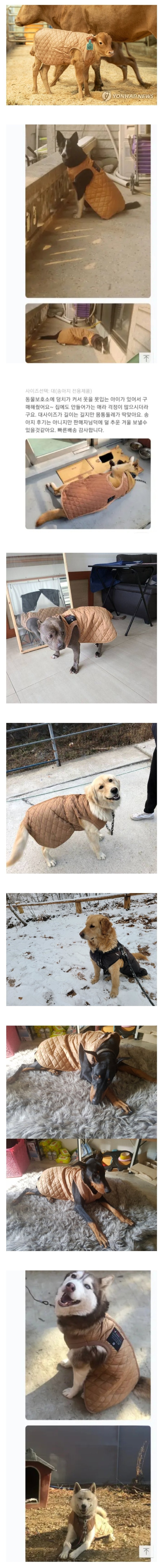 송아지 입으라고 만든 방한복이 잘팔리는 이유 