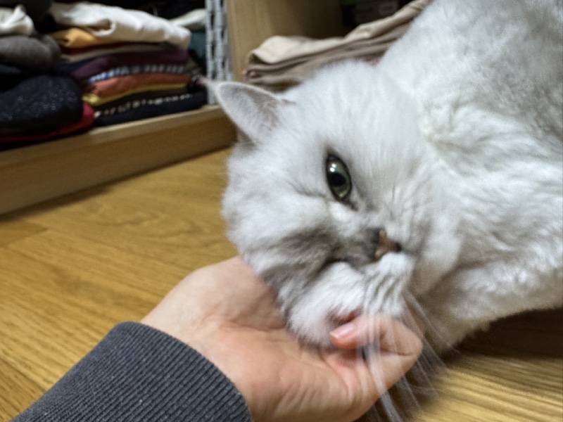 이불 속 루루
