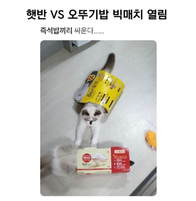햇반과 오뚜기밥, 빅매치 성사 