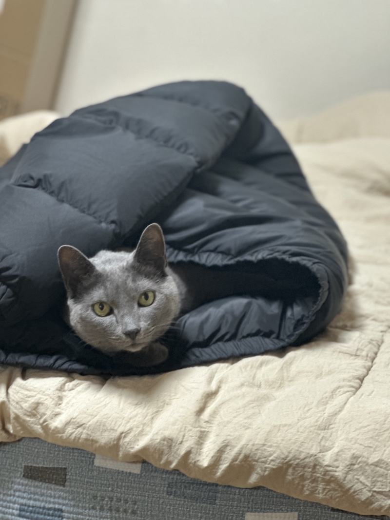 까꿍 패딩에숨은 냥이