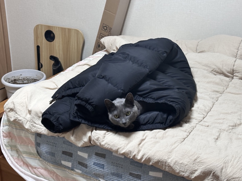 까꿍 패딩에숨은 냥이