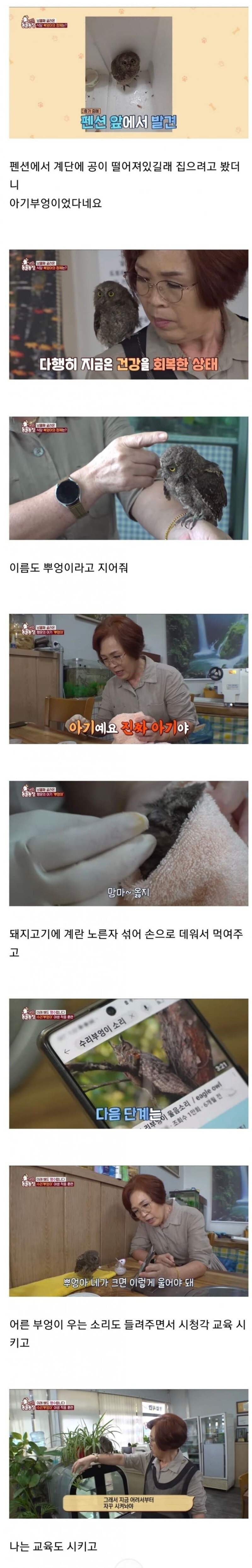 아기 부엉이를 키우신다는 사장님. 