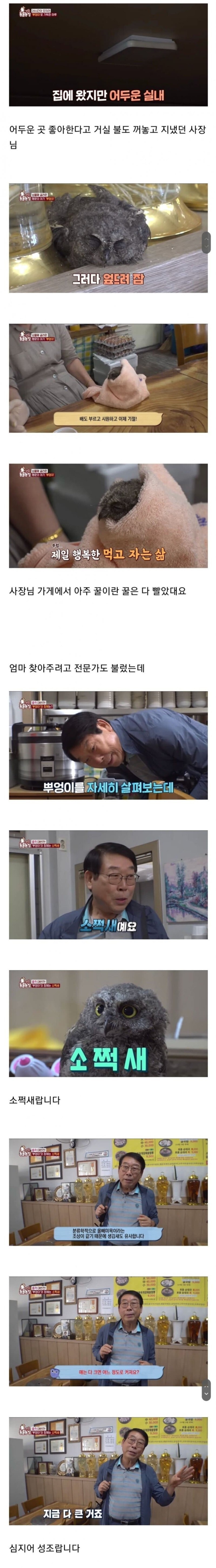 아기 부엉이를 키우신다는 사장님. 