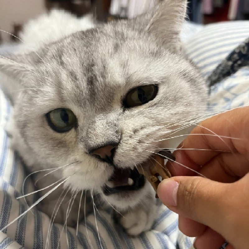 졸귀탱
