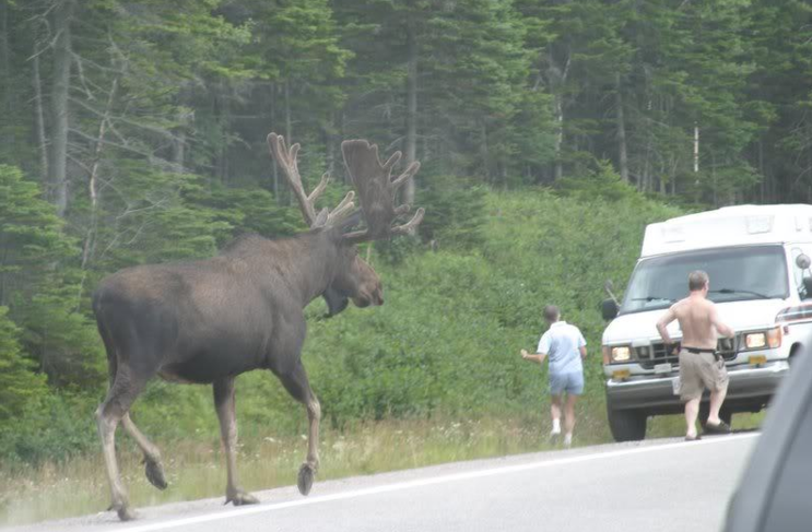%EB%A7%90%EC%BD%94%EC%86%90%EB%B0%94%EB%8B%A5%EC%82%AC%EC%8A%B4_%EB%AC%B4%EC%8A%A4(Moose)_2.png