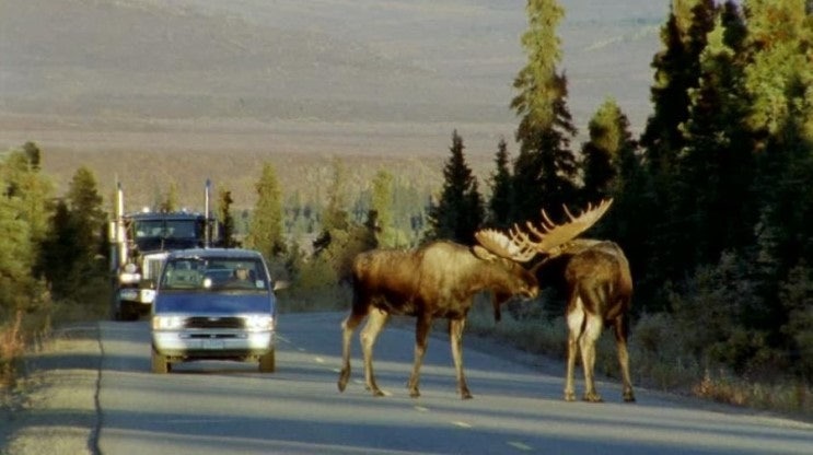 말코손바닥사슴_무스(Moose)_1.jpg