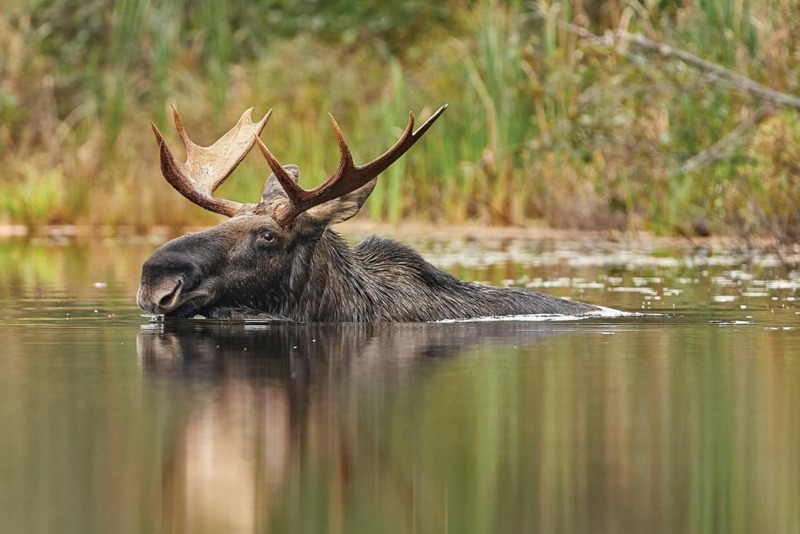 Swimming-Moose-Joe-Wilson-Wirestock-Creators-AdobeStock_584384985-widen.jpg