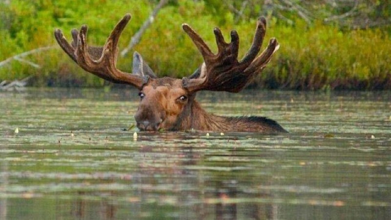 adirondack-moose-swimming.jpg