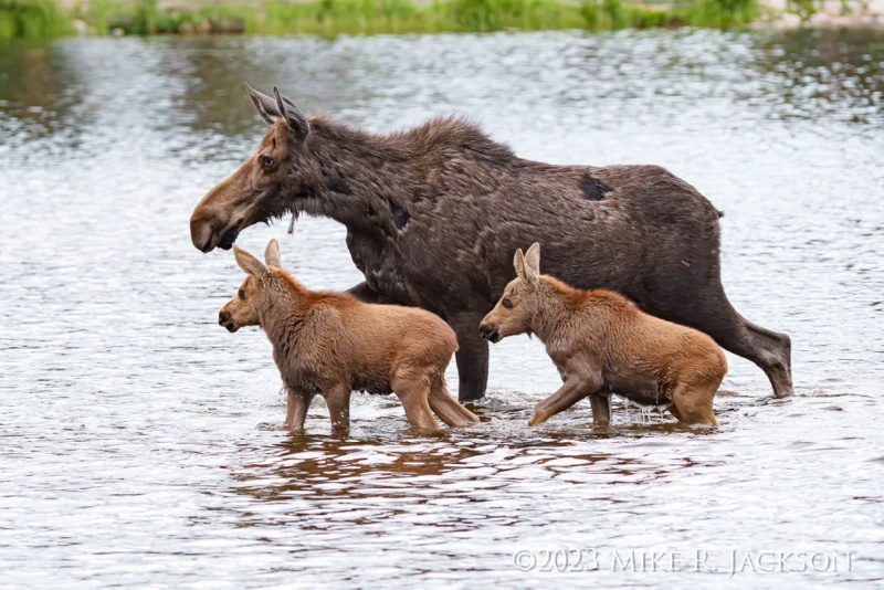 RMNP_MooseCowAndCalvesCrossingLake4_June22.webp