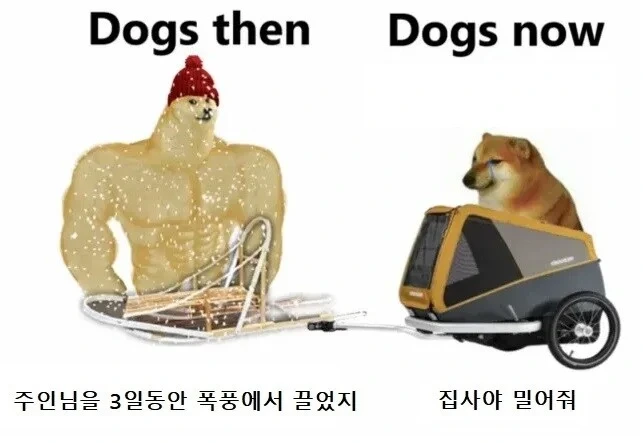 옛날 개와 요즘 개 차이 