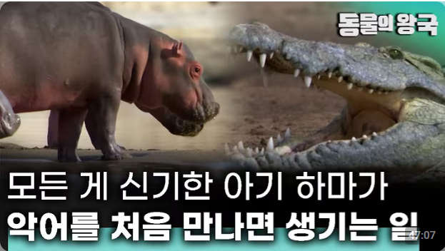 동물의왕국.png