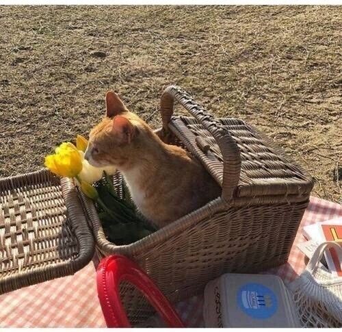 피크닉 몰래온 손님.jpg