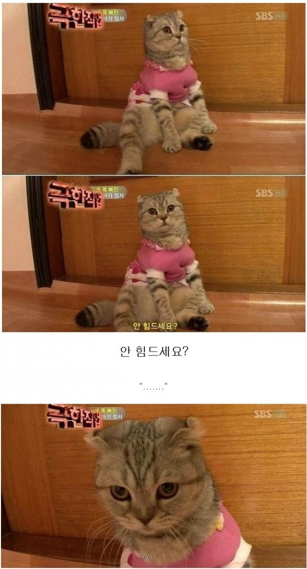 극한직업 - 고양이 편 