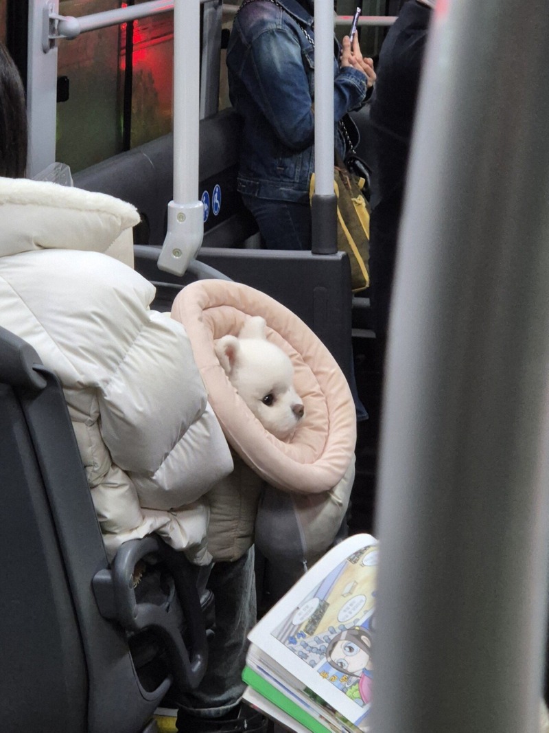 버스에서 목격한 심쿵사진 