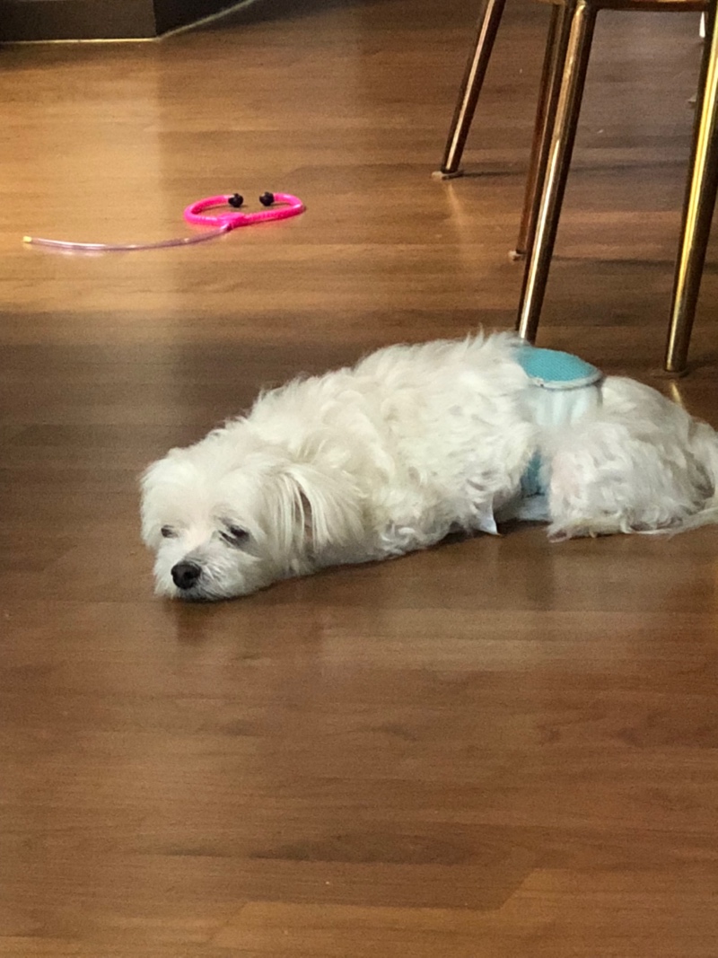 이 귀염둥이 좀 봐주실분~~