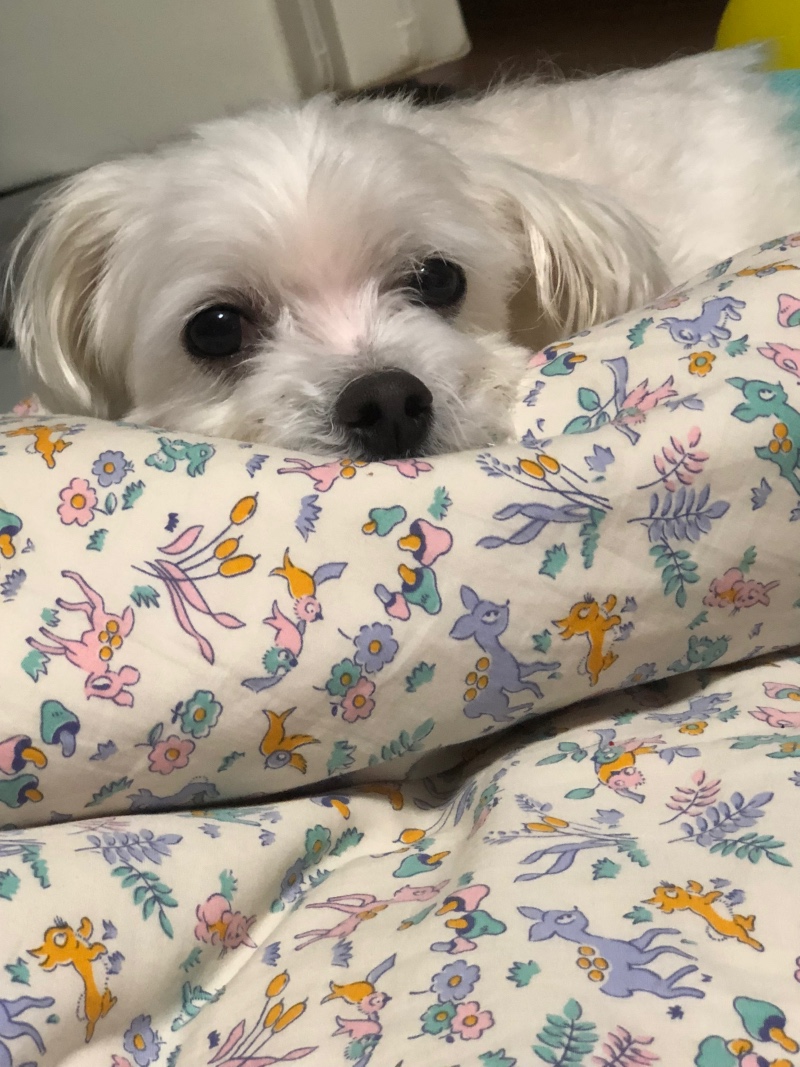 이 귀염둥이 좀 봐주실분~~