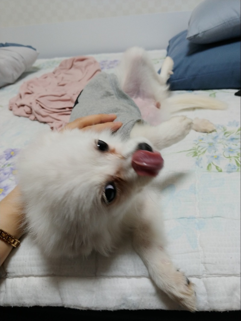 애교많은 강아지