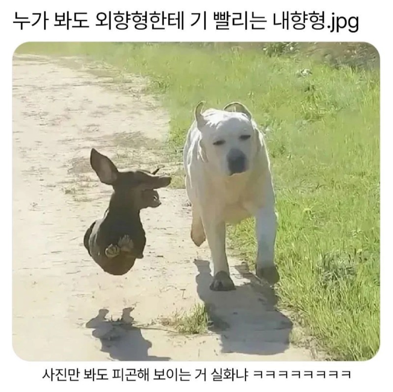 누가봐도 외항향한테 기 빨리는 내향형