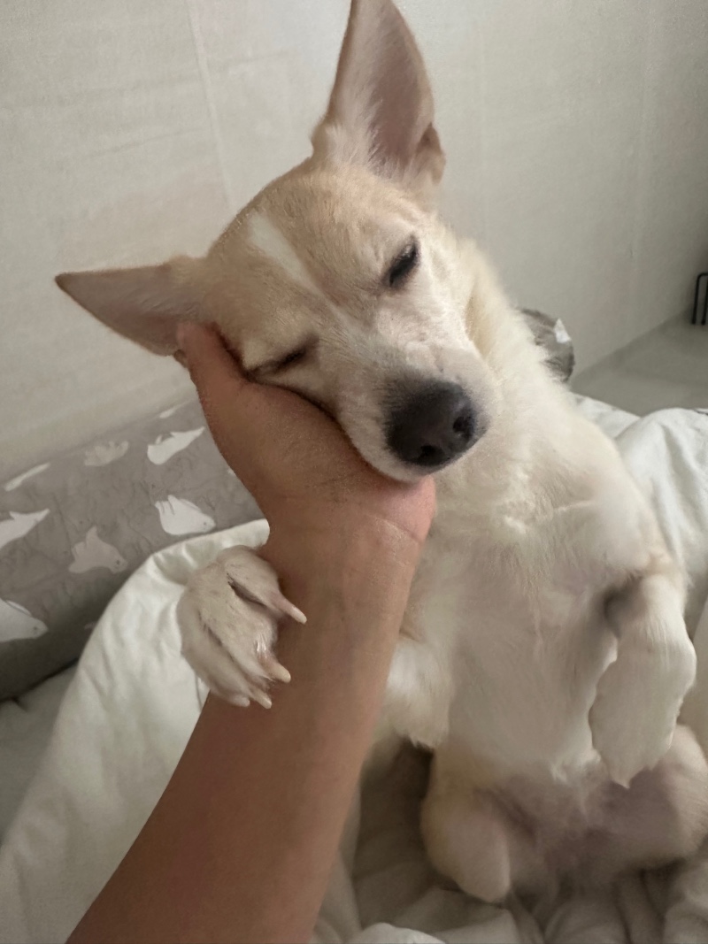 저희 복실이 소개해용~~