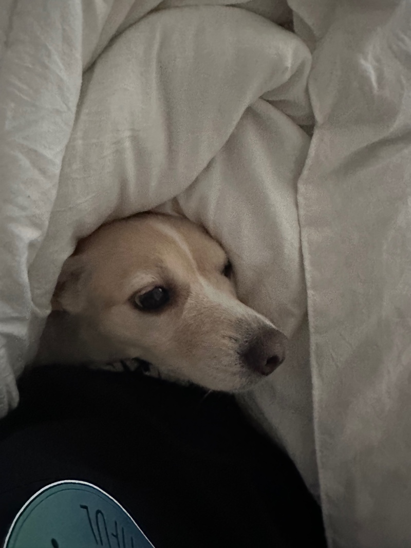 저희 복실이 소개해용~~