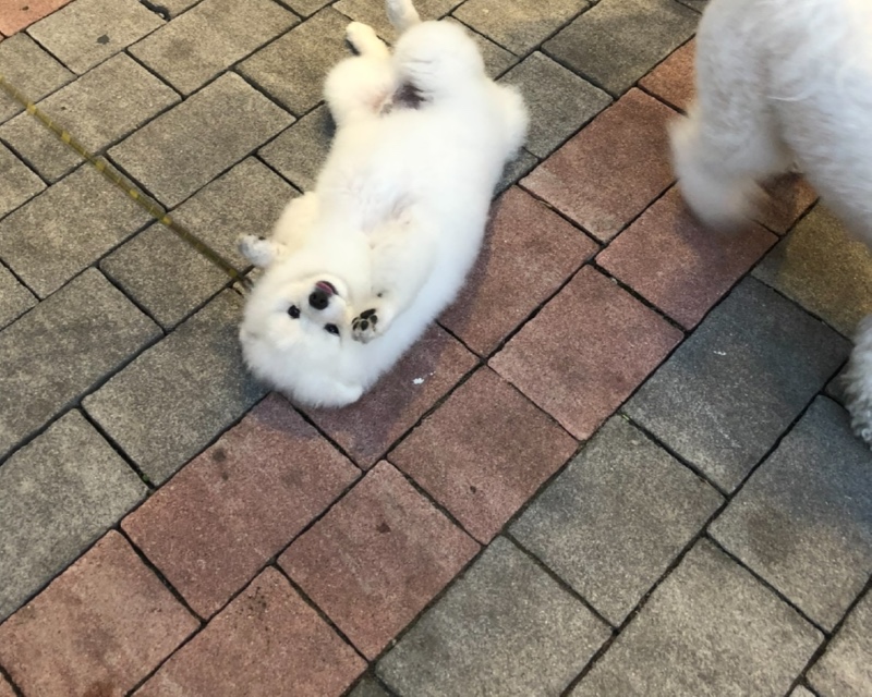 발라당