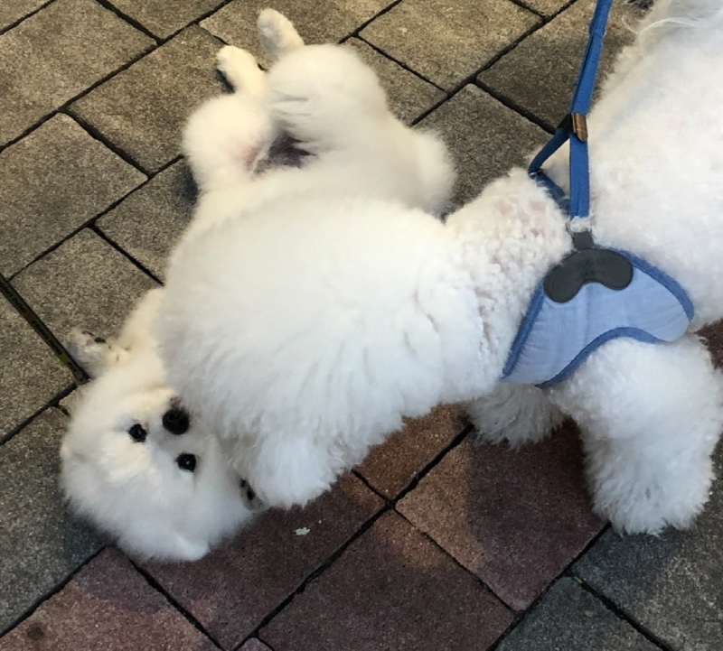 발라당