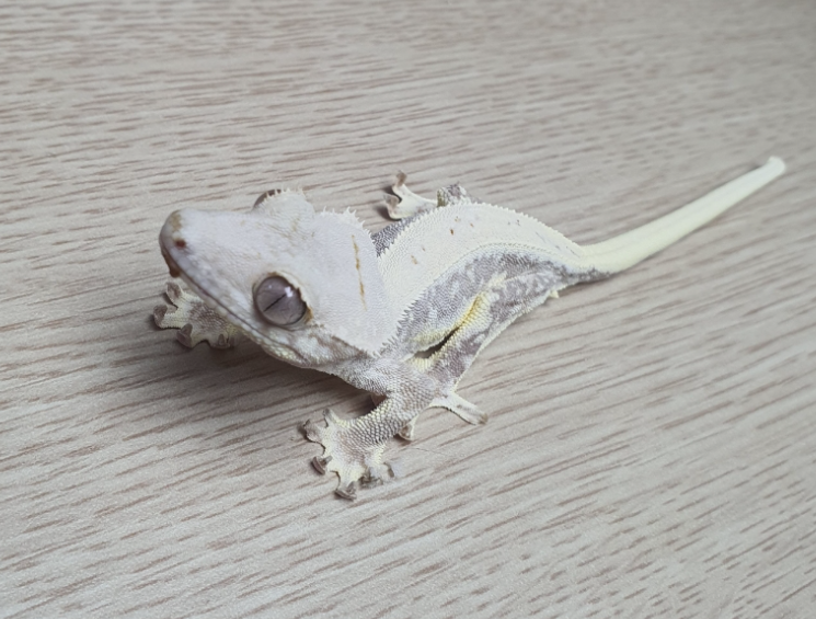 멍하니 귀여운 키위예용
