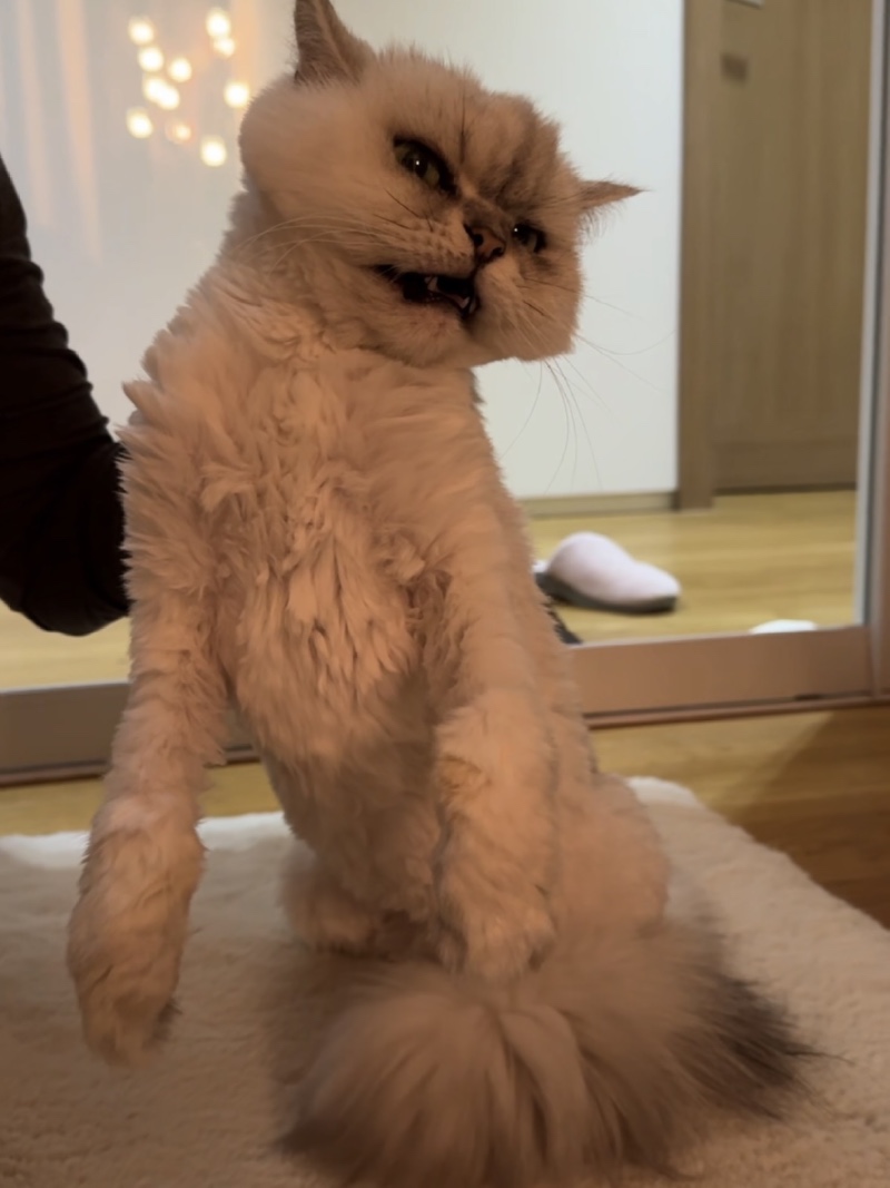 목덜미 잡힌 나나