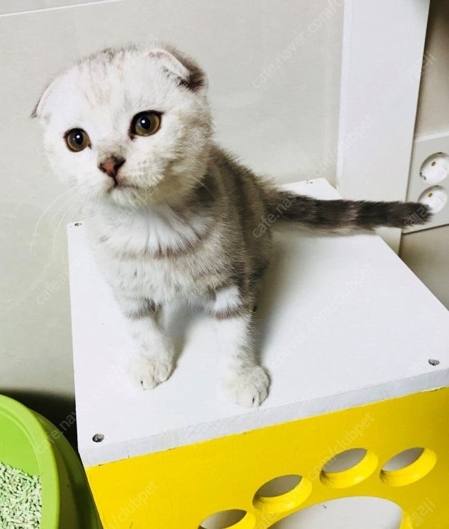 우리미미아가때ㅠㅠ
