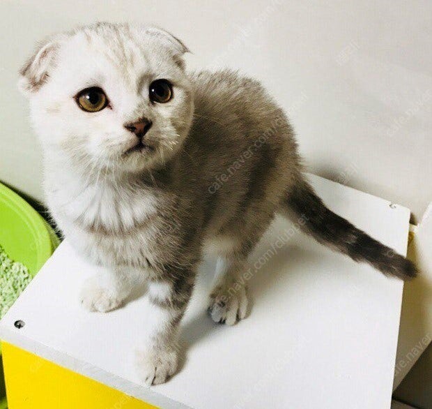 우리미미아가때ㅠㅠ