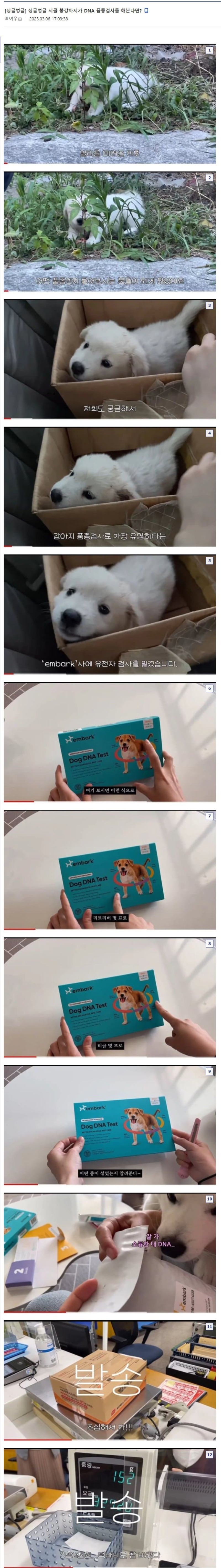 시골 출신 강아지를 DNA검사 해보면?? 