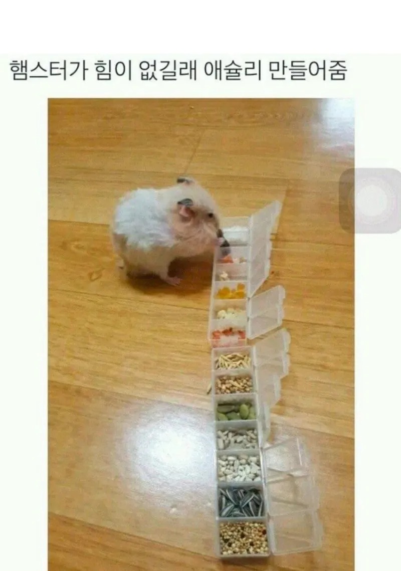 햄슐리