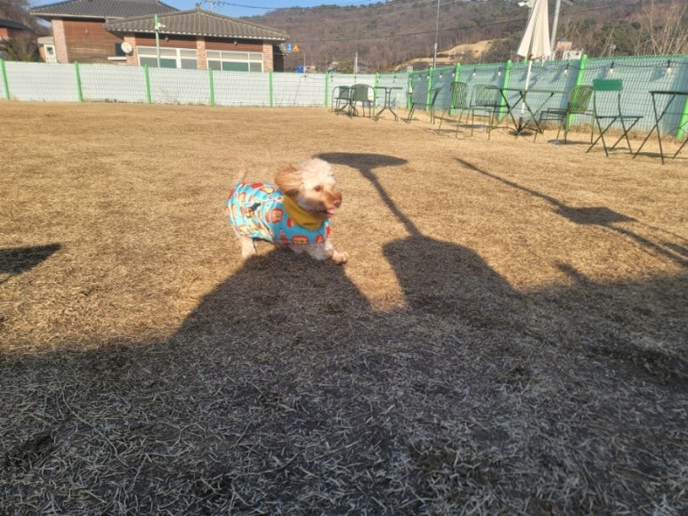 고양시 펫트럴파크, 볼풀장이 인상적인 애견카페