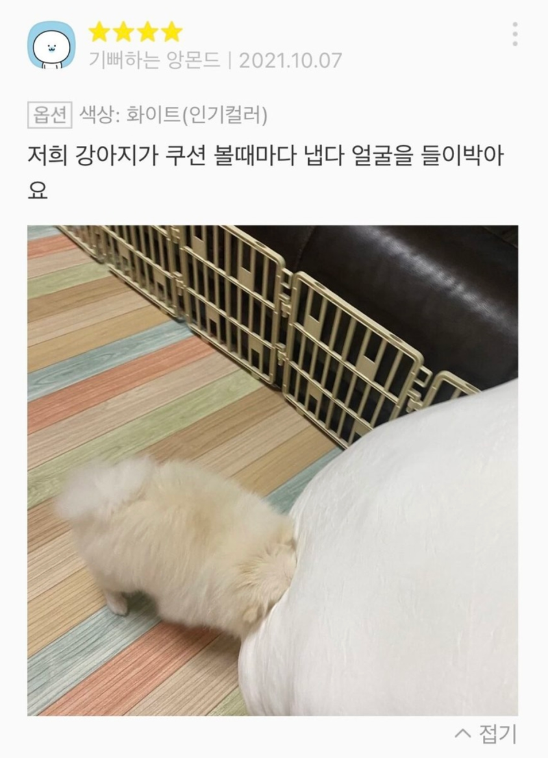 저희 강아지가 쿠션 볼때마다 냅다 얼굴을 들이박아요