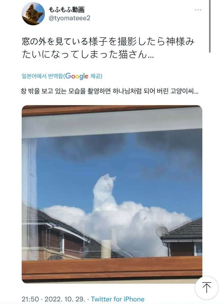 지쟈스 냥
