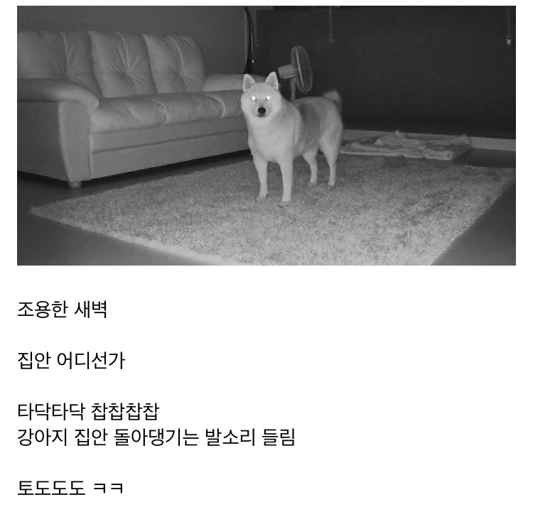 강아지 키우는 집의 새벽 