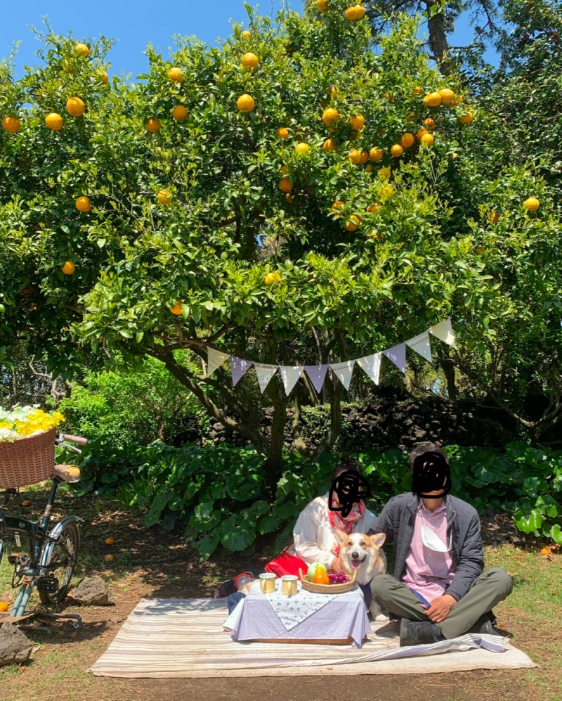 제주도 강아지동반 산책코스 노리매공원