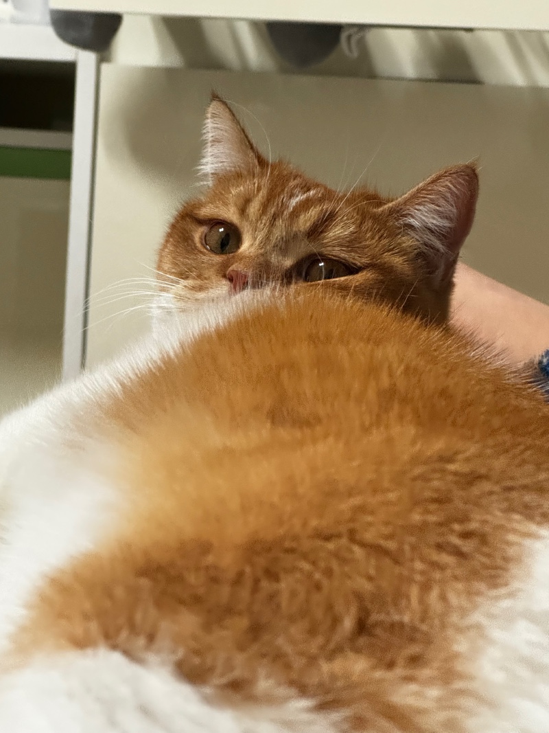 냥냥쓰