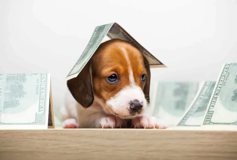 Breeding-Profitability.jpg.webp