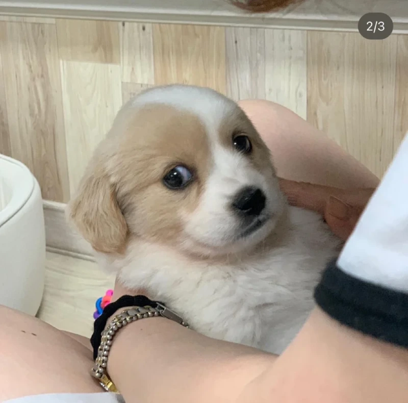 정직하게 커버린 댕댕이 