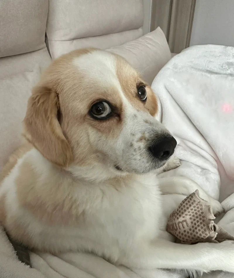 정직하게 커버린 댕댕이 