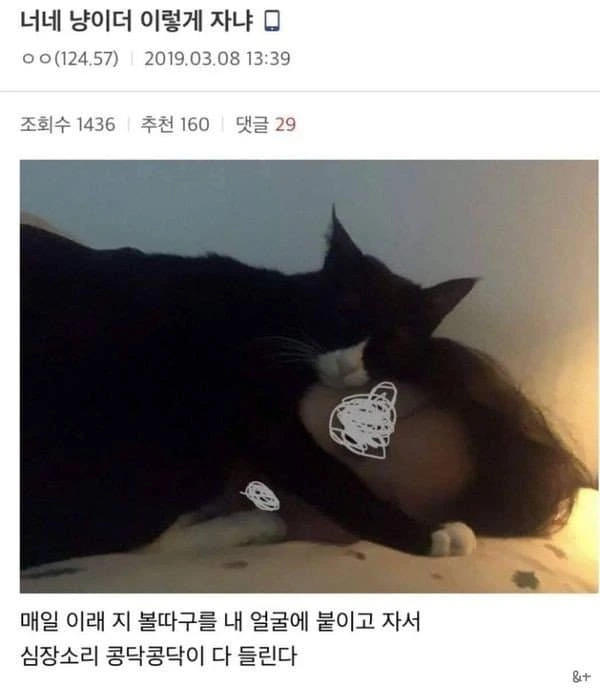 집사를 너무 사랑하는 고양이 