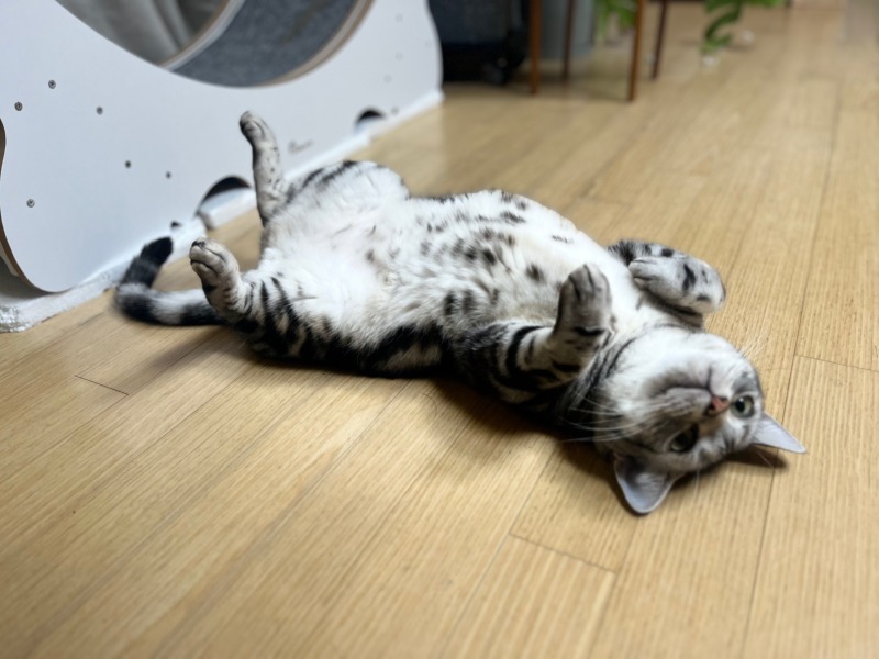 방송 촬영 중 드러누운 뚱냥이