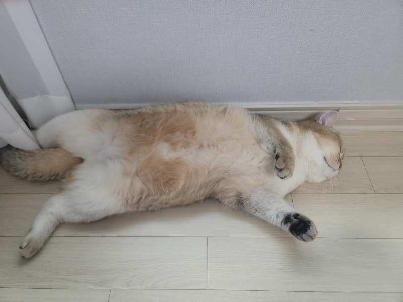 방송 촬영 중 드러누운 뚱냥이