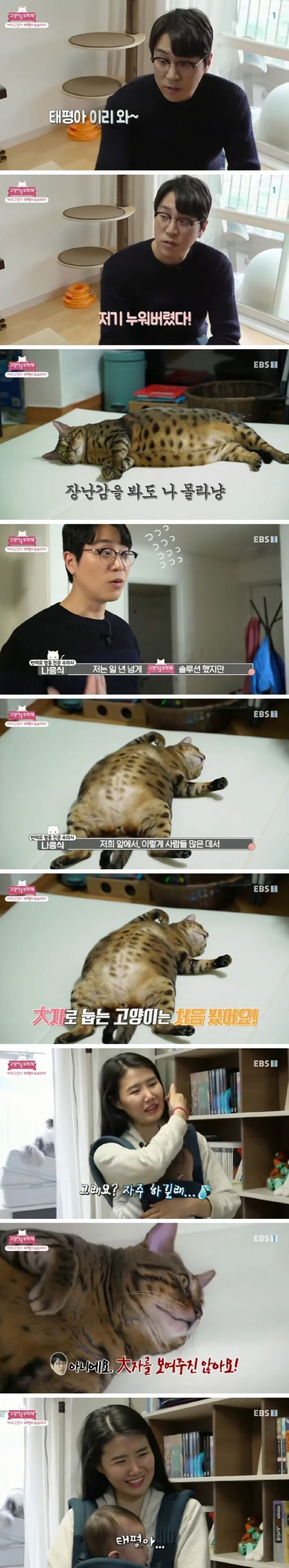 방송 촬영 중 드러누운 뚱냥이