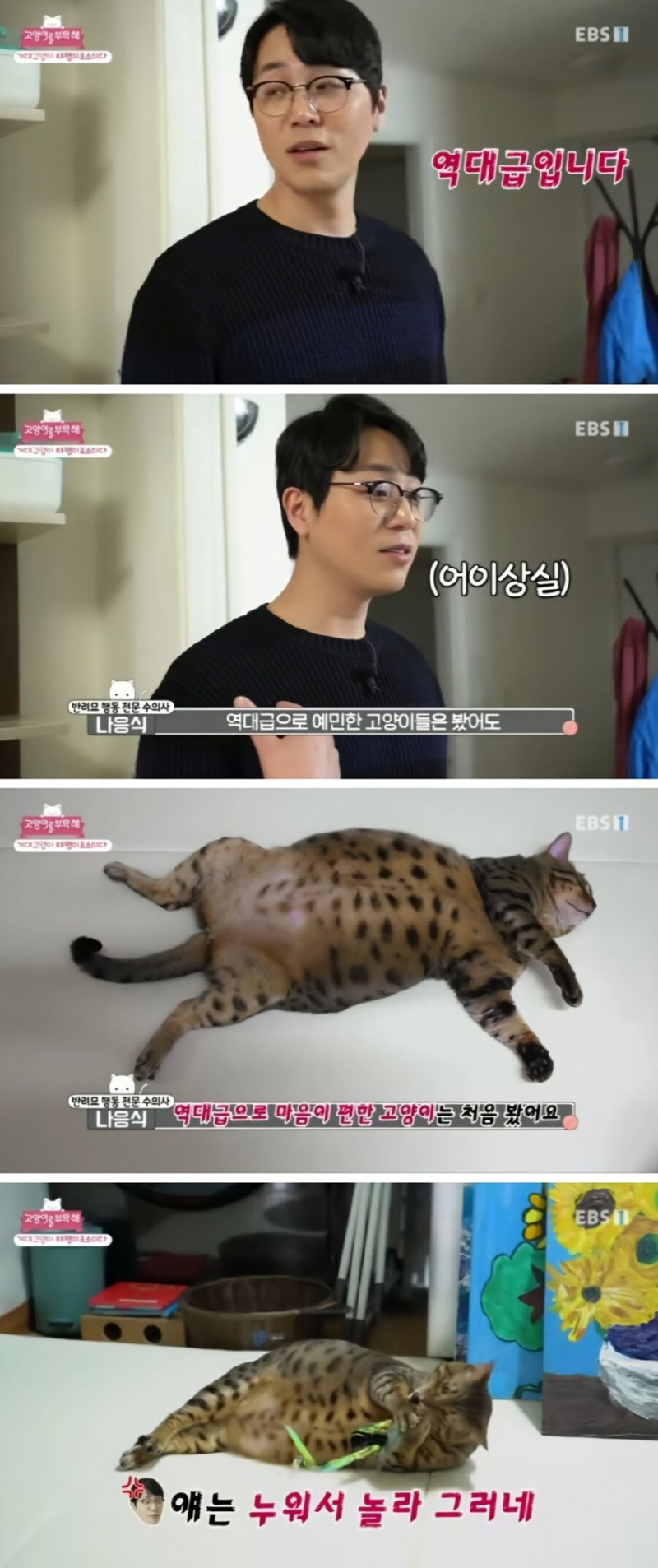 방송 촬영 중 드러누운 뚱냥이