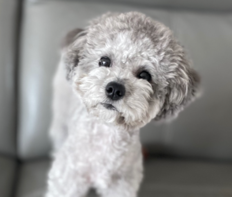 깜찍이 설이
