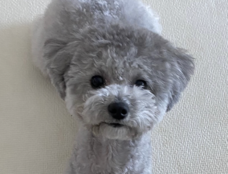 깜찍이 설이